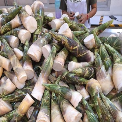 Giống Tre Ngọt lấy măng Kim Cương Mật Ong “ Bamboo BongWan Honey Diamond”.- cây giống nhập trực tiếp từ thái .