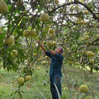 CÂY GIỐNG BƯỞI ĐOAN HÙNG