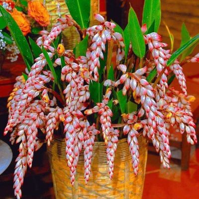 củ giống hoa lúa rừng màu trắng hồng