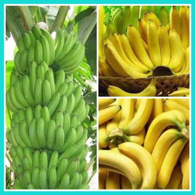 cây giống chuối tiêu hồng cấy mô giống chuẩn f1