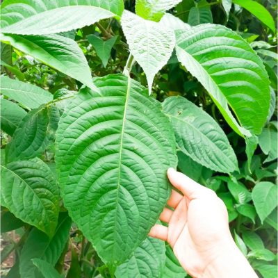 cây chè đại khổng lồ (chè lá lớn ) làm thức ăn chăn nuôi cho gia súc, gia cầm