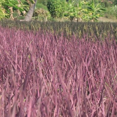 Hạt giống lúa hồng Pink LadyThái - nhập khẩu thái lan (gói 50 hạt)