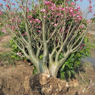 hạt giống sứ Nhật Bản khổng lồ (hạt giống nhập thái lan) - gói 10 hạt