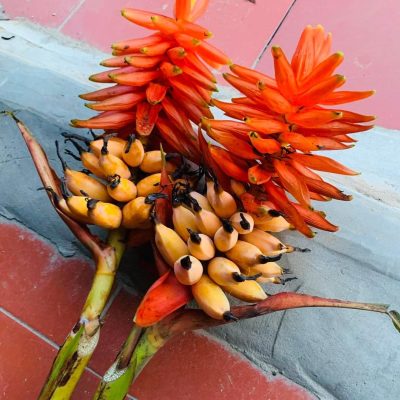 củ giống, cây giống chuối hoa đuốc, chuối vảy rồng