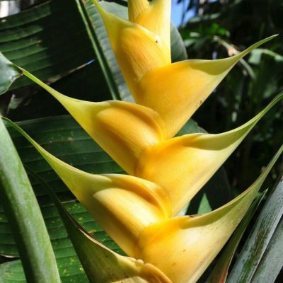 Hoa Chuối Heliconia Wagneriana " Rainbow "