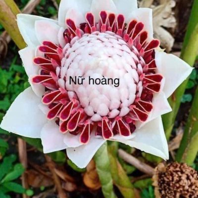 hoa sen đa lộc màu trắng nữ hoàng - củ giống, cây giống