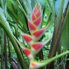 Hoa Chuối Heliconia Wagneriana " Rainbow " - củ giống nhập khẩu