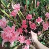củ giống hoa sen đa lộc màu hồng - củ giống tách mẹ