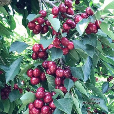 cây giống cherry anh đào mỹ chuẩn giống