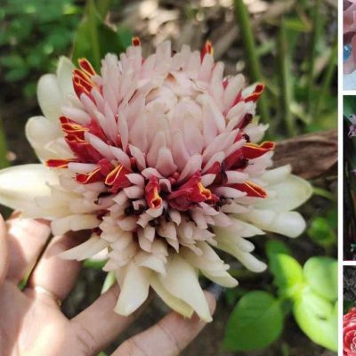 Etlingera elatior 'Thai White' - hoa to 20cm - hoa sen đa lộc trắng viền hồng nhụy hồng - củ giống