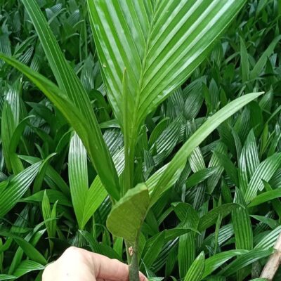 cây giống cau tứ thời, cau ta, cau trái dài xuất khẩu -ươm bầu ổn định