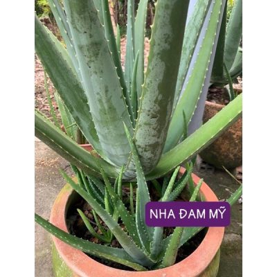 Cây nha đam mỹ