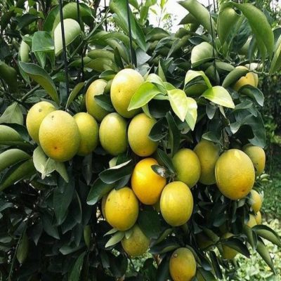 Cây Giống Cam Xoàn Miền Nam (cam xoàn lai vung)