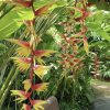 Hoa chuối phượng hoàng lửa " - Heliconia Temptress @ Sexy Red "