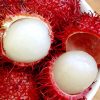 cây giống chôm chôm thái - cây ghép chuẩn giống