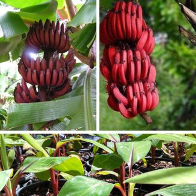 Chuối đỏ Ddacca úc