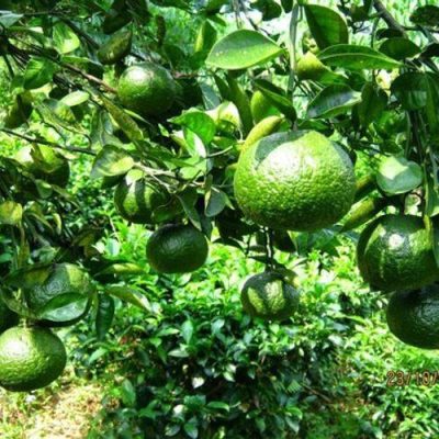 cây giống cam sành miền nam chuẩn giống