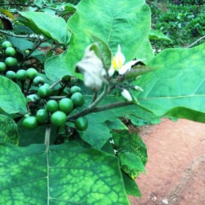 cây cà đắng (cây cà xanh ) giống -cây cà dại hoa trắng