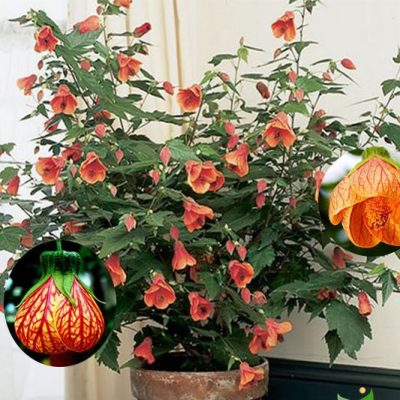 Bụp lồng đèn cổ thân gỗ