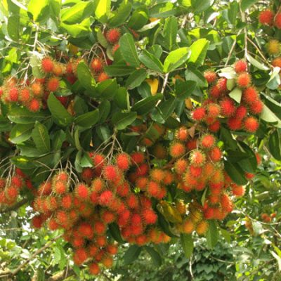 cây giống chôm chôm nhãn - cây ghép chuẩn giống