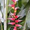 Hoa chuối pháo đỏ Heliconia Collinsiana - củ giống