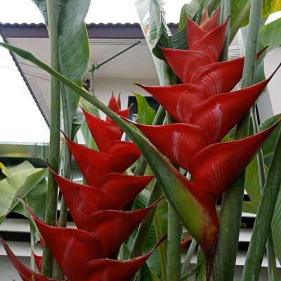 Heliconia Caribaea Purpurea