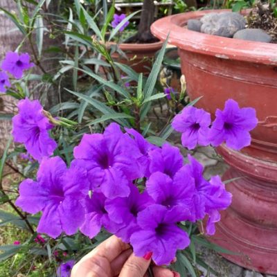cây giống hoa chiều tím cực đẹp
