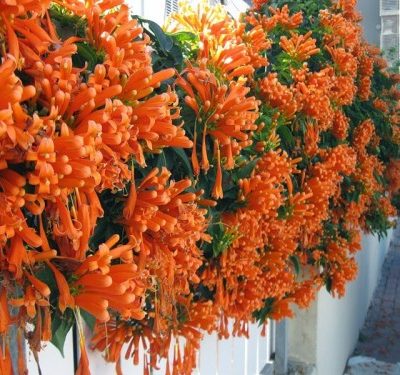 hoa leo chùm ớt (hoa leo rạng đông)