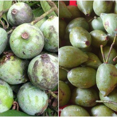 cây giống dọc rừng, cây dọc chua
