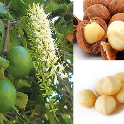 cây giống mắc ca cao sản ghép chuẩn giống