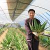 cây giống nha đam sâm Saponaria nhập khẩu