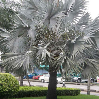 cây giống cọ bạc (cọ lá bạc)