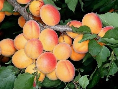 cây mơ má đào mộc châu