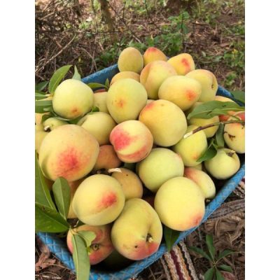 cây giống đào pháp chuẩn giống