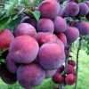 cây mận hậu, mận tam hoa