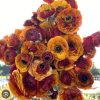 hoa mao lương (hoa hồng ri ba tư ) màu cà phê nhập hà lan  " Ranunculus Cafe "