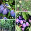 mận đen đường (mận tím đường úc ) lá xanh