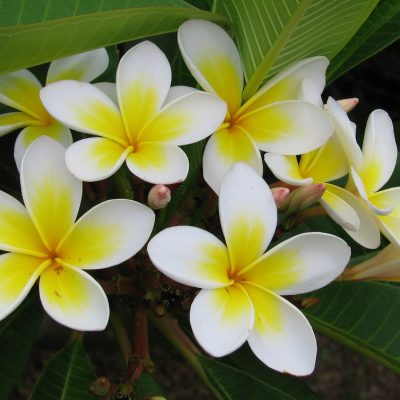 Cây Hoa Đại màu vàng và màu đỏ (Hoa sứ Đại)