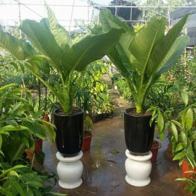 chậu cây đại phú gia - cây phong thủy nội thất đẹp