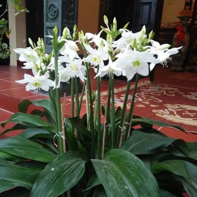 củ giống hoa ngọc trâm trắng