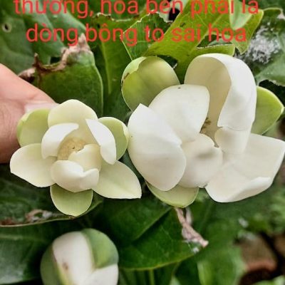 cây hoa dạ hợp hương, hoa trứng gà thơm nứt