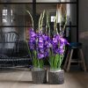 củ giống hoa lay ơn hà lan tím "gladiolus mojito"