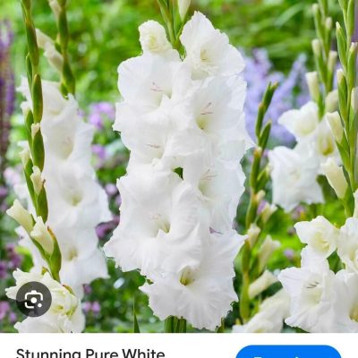 củ giống hoa lay ơn hà lan trắng "gladiolus pure white"
