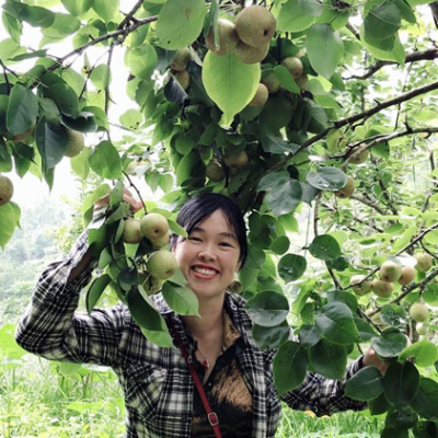 lê xanh VH6 (lê tài nung mộc châu)