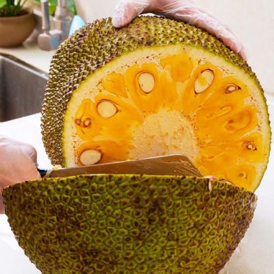 cây giống mít nghệ tứ quý da xanh
