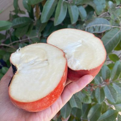 Cây giống cây Đào Hồng Nhung (thị lông, táo nhung)