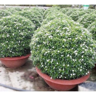 cây mai vạn phúc (cây mai tiểu thư , cây mai chỉ thiên )