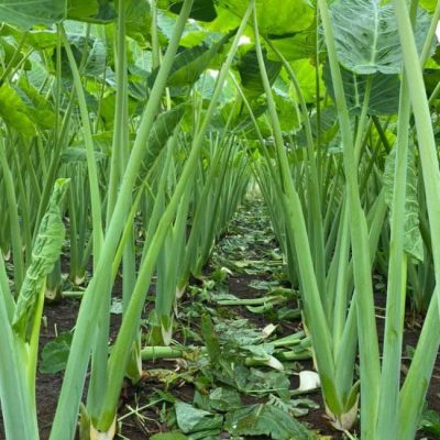 cây giống bạc hà , cây dọc mùng nấu canh chua