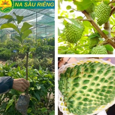 cây giống na sầu riêng - cây ghép chuẩn giống