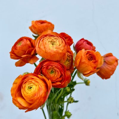 hoa mao lương (hoa hồng ri ba tư ) màu cam nhập hà lan ” Ranunculus Orange “